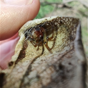 Phonognathidae (family) at Coffs Harbour, NSW - 11 Apr 2025 10:51 AM