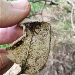 Phonognathidae (family) at Coffs Harbour, NSW - 11 Apr 2025 10:51 AM