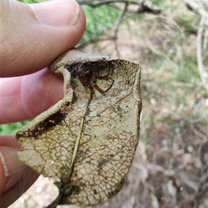 Phonognathidae (family) at Coffs Harbour, NSW - 11 Apr 2025 10:51 AM