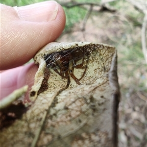Phonognathidae (family) at Coffs Harbour, NSW - 11 Apr 2025 10:51 AM