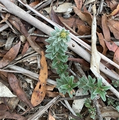 Oxylobium ellipticum (Common Shaggy Pea) at Anglers Reach, NSW - 11 Apr 2025 by Jennybach