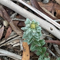 Oxylobium ellipticum at Anglers Reach, NSW - 11 Apr 2025 04:16 PM
