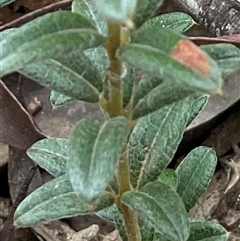 Oxylobium ellipticum at Anglers Reach, NSW - 11 Apr 2025 04:16 PM