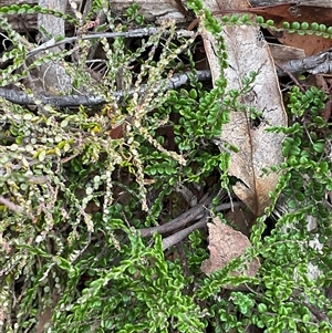 Unverified Plant at Anglers Reach, NSW - Today by Jennybach