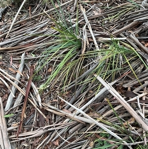 Lomandra sp. at Anglers Reach, NSW - Today by Jennybach