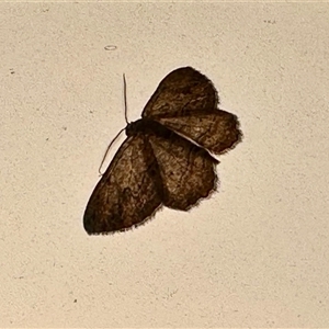 Unverified Moth (Lepidoptera) at Aranda, ACT - 3 Apr 2025 by KMcCue