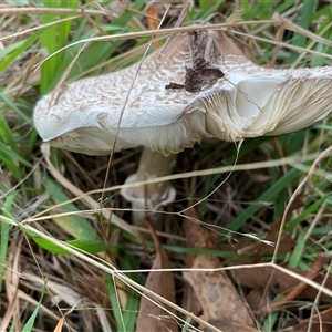 Chlorophyllum/Macrolepiota sp. (genus) at Anglers Reach, NSW - 11 Apr 2025 02:39 PM