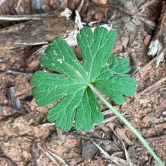 Geranium gardneri (Rough Crane's-Bill) at Anglers Reach, NSW - 11 Apr 2025 by Jennybach