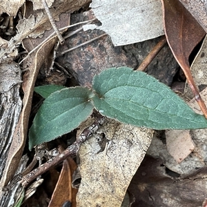 Clematis aristata (Mountain Clematis) at Anglers Reach, NSW - 11 Apr 2025 by Jennybach