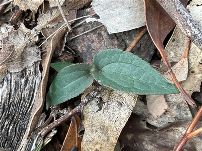 Clematis aristata (Mountain Clematis) at Anglers Reach, NSW - 11 Apr 2025 by Jennybach