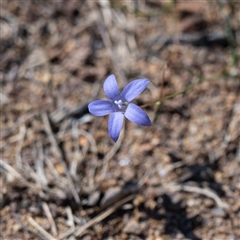 Wahlenbergia sp. (Bluebell) at Higgins, ACT - 11 Apr 2025 by Untidy