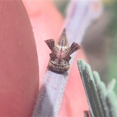Ceraon vitta (Treehopper) at Pialligo, ACT - 10 Apr 2025 by clarehoneydove