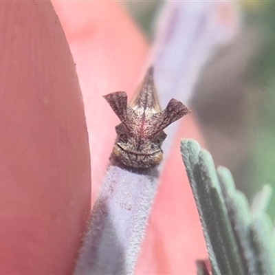 Ceraon vitta (Treehopper) at Pialligo, ACT - 10 Apr 2025 by clarehoneydove