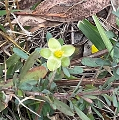 Hibbertia obtusifolia (Grey Guinea-flower) at Anglers Reach, NSW - 11 Apr 2025 by Jennybach