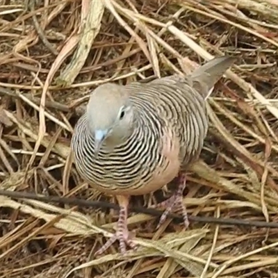 Geopelia placida (Peaceful Dove) at Katherine South, NT - 8 Apr 2025 by HelenCross