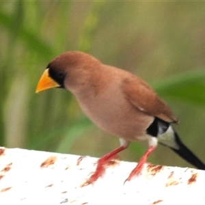 Poephila personata at Katherine South, NT - 8 Apr 2025 06:47 PM