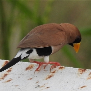 Poephila personata at Katherine South, NT - 8 Apr 2025 06:47 PM