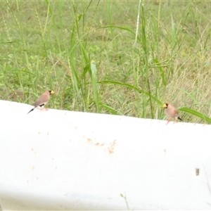 Poephila personata at Katherine South, NT - 8 Apr 2025 06:47 PM