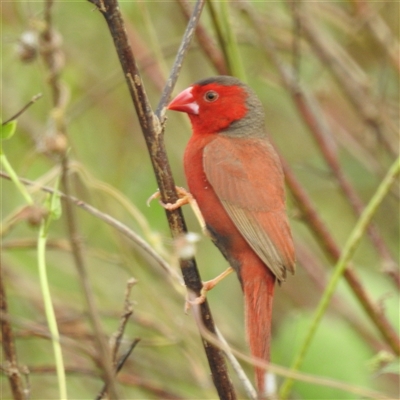 Neochmia phaeton (Crimson Finch) at Katherine South, NT - 8 Apr 2025 by HelenCross