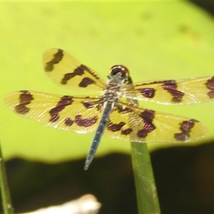 Rhyothemis graphiptera at Nitmiluk, NT - 9 Apr 2025 01:42 PM