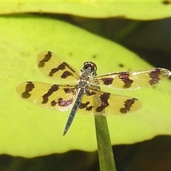 Rhyothemis graphiptera at Nitmiluk, NT - 9 Apr 2025 01:42 PM