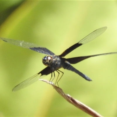 Unverified Dragonfly (Anisoptera) at Nitmiluk, NT - 9 Apr 2025 by HelenCross