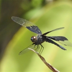 Rhyothemis braganza at Nitmiluk, NT - 9 Apr 2025 01:57 PM