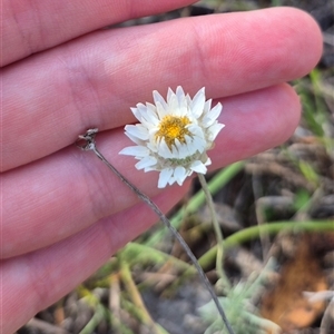 Leucochrysum albicans subsp. tricolor at Bungendore, NSW - 11 Mar 2025 by clarehoneydove