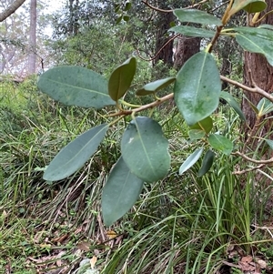 Ficus rubiginosa at Royal National Park, NSW - 9 Dec 2024 12:34 PM