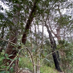 Ficus rubiginosa at Royal National Park, NSW - 9 Dec 2024 12:34 PM