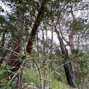 Ficus rubiginosa at Royal National Park, NSW - 9 Dec 2024 12:34 PM