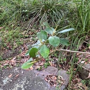 Ficus rubiginosa at Royal National Park, NSW - 9 Dec 2024 12:34 PM
