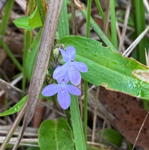 Pseuderanthemum variabile at Royal National Park, NSW - 9 Dec 2024 by Tapirlord