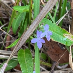 Pseuderanthemum variabile at Royal National Park, NSW - 9 Dec 2024 12:33 PM