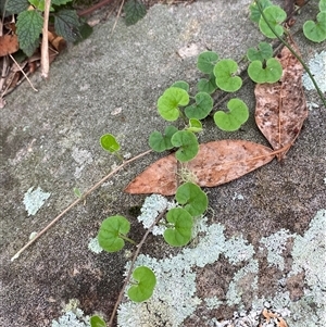 Dichondra repens at Royal National Park, NSW - 9 Dec 2024 12:32 PM