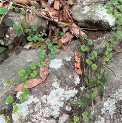 Dichondra repens at Royal National Park, NSW - 9 Dec 2024 12:32 PM
