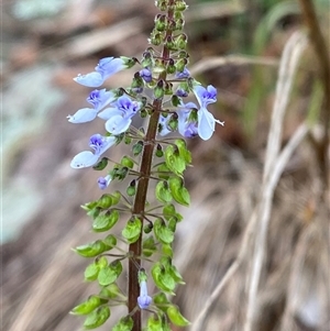 Coleus australis at Royal National Park, NSW - 9 Dec 2024 12:32 PM