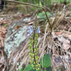 Coleus australis at Royal National Park, NSW - 9 Dec 2024 12:32 PM
