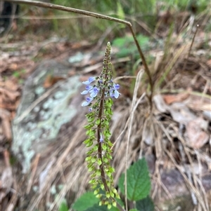 Coleus australis at Royal National Park, NSW - 9 Dec 2024 12:32 PM