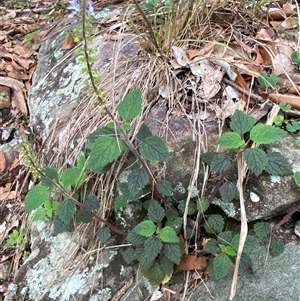 Coleus australis at Royal National Park, NSW - 9 Dec 2024 12:32 PM