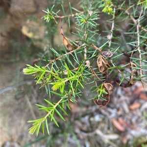 Acacia ulicifolia at Royal National Park, NSW - 9 Dec 2024 12:30 PM