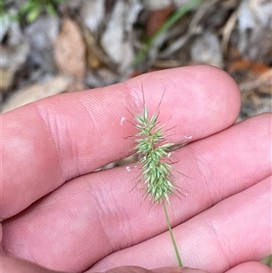 Echinopogon caespitosus at Royal National Park, NSW - 9 Dec 2024 12:30 PM