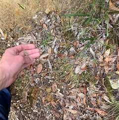 Echinopogon caespitosus at Royal National Park, NSW - 9 Dec 2024 12:30 PM