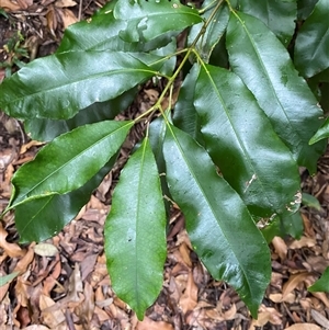 Ceratopetalum apetalum at Royal National Park, NSW - 9 Dec 2024 12:20 PM