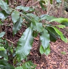 Ceratopetalum apetalum at Royal National Park, NSW - 9 Dec 2024 12:20 PM