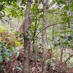 Ceratopetalum apetalum at Royal National Park, NSW - 9 Dec 2024 12:20 PM