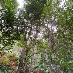 Ceratopetalum apetalum at Royal National Park, NSW - 9 Dec 2024 12:20 PM