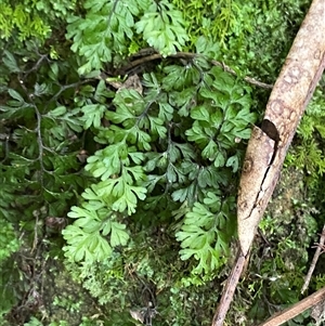 Hymenophyllum cupressiforme at Royal National Park, NSW - suppressed