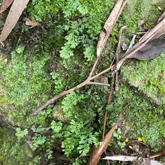 Hymenophyllum cupressiforme at Royal National Park, NSW - suppressed
