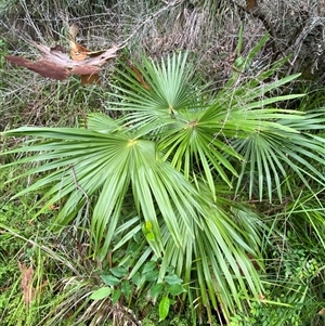 Livistona australis at Royal National Park, NSW - suppressed